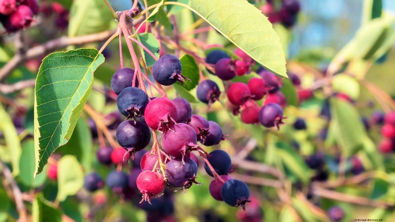 Fruitbomen planten in de herfst:5 voordelen voor een overvloedige oogst 