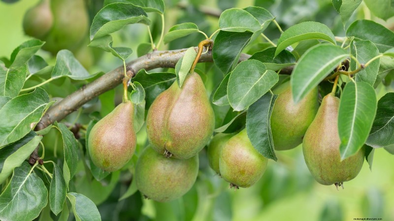 Fruitbomen planten in de herfst:5 voordelen voor een overvloedige oogst 