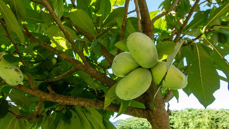 Fruitbomen planten in de herfst:5 voordelen voor een overvloedige oogst 