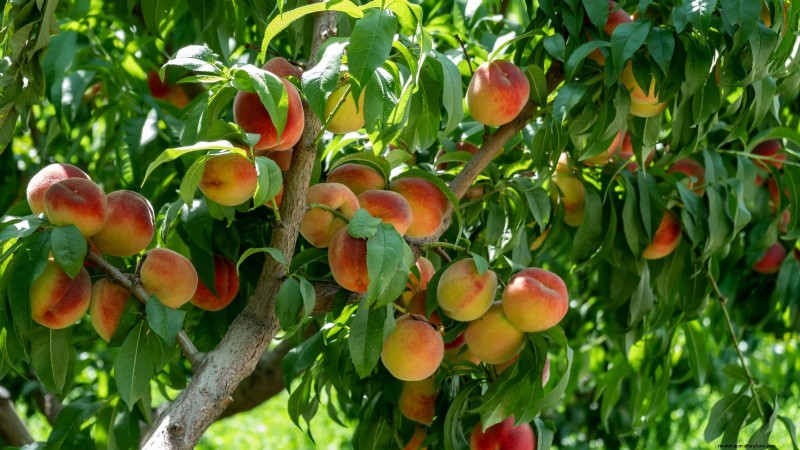 Fruitbomen planten in de herfst:5 voordelen voor een overvloedige oogst 