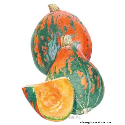 Le migliori varietà di zucca cimelio per il Ringraziamento e oltre 