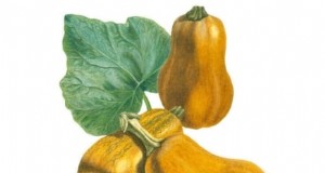 Beste Heirloom-Kürbissorten für Thanksgiving und darüber hinaus 