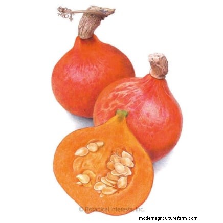 Le migliori varietà di zucca cimelio per il Ringraziamento e oltre 
