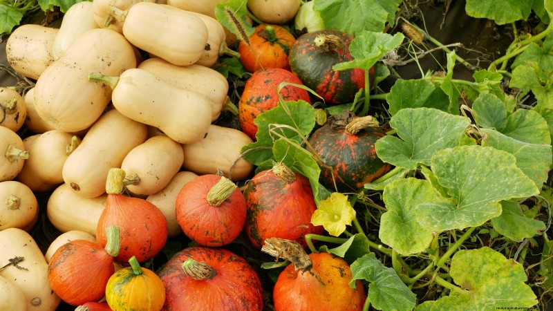 Le migliori varietà di zucca cimelio per il Ringraziamento e oltre 