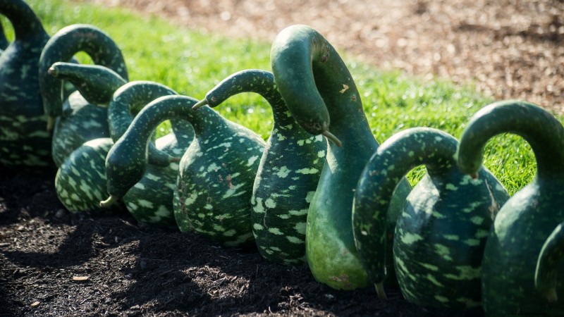Le migliori varietà di zucca cimelio per il Ringraziamento e oltre 