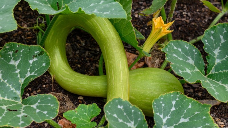Le migliori varietà di zucca cimelio per il Ringraziamento e oltre 