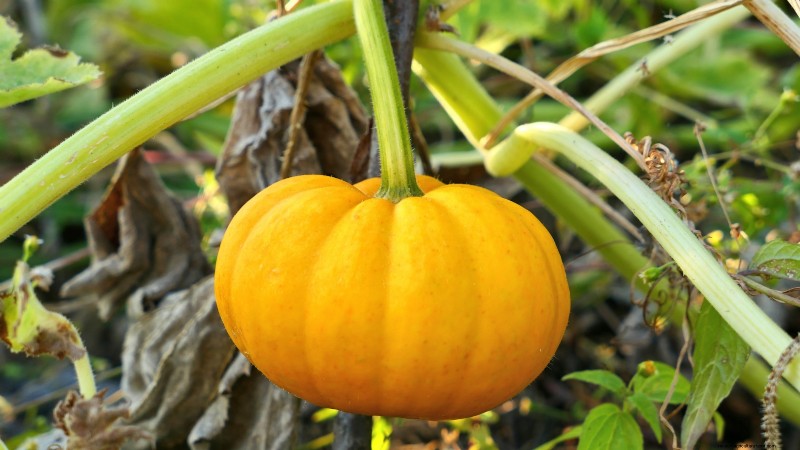 Le migliori varietà di zucca cimelio per il Ringraziamento e oltre 