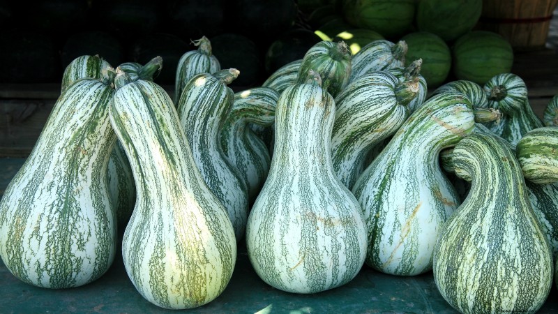 Le migliori varietà di zucca cimelio per il Ringraziamento e oltre 
