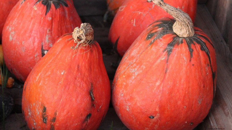 Le migliori varietà di zucca cimelio per il Ringraziamento e oltre 