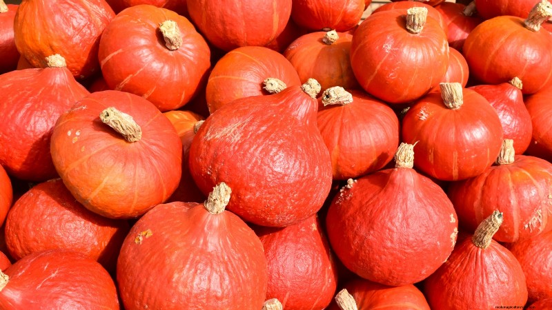 Le migliori varietà di zucca cimelio per il Ringraziamento e oltre 