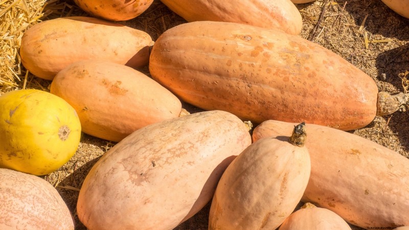 Le migliori varietà di zucca cimelio per il Ringraziamento e oltre 