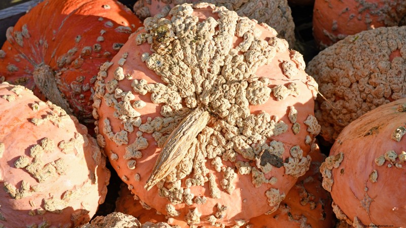 Le migliori varietà di zucca cimelio per il Ringraziamento e oltre 