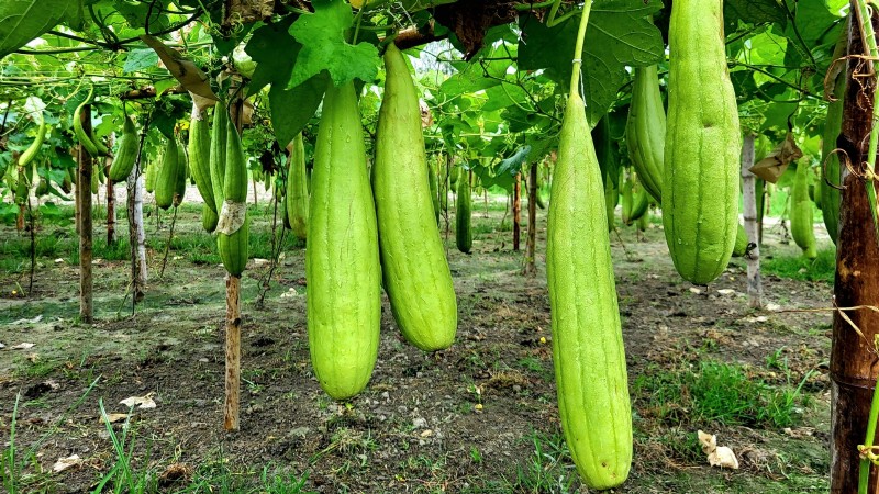 Le migliori varietà di zucca cimelio per il Ringraziamento e oltre 