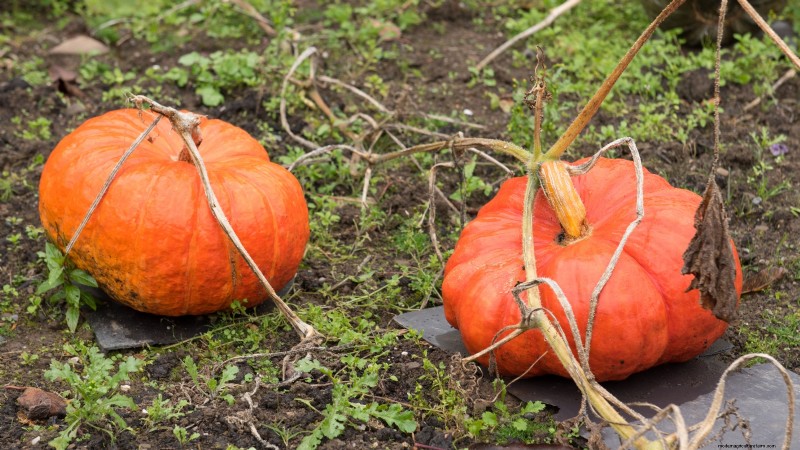 Le migliori varietà di zucca cimelio per il Ringraziamento e oltre 