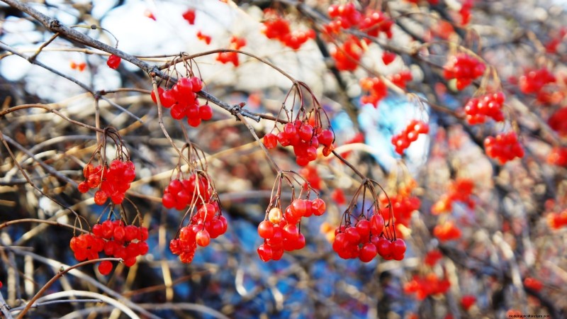 Highbush Cranberry:gids voor planten, kweken en verzorgen 