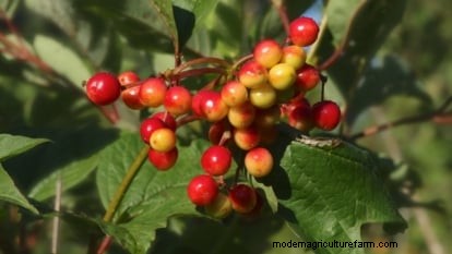 Highbush Cranberry:gids voor planten, kweken en verzorgen 
