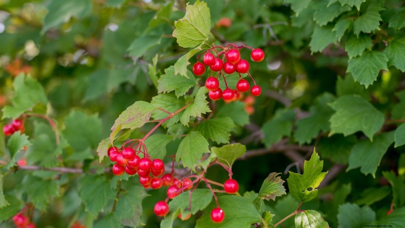 Highbush Cranberry:gids voor planten, kweken en verzorgen 