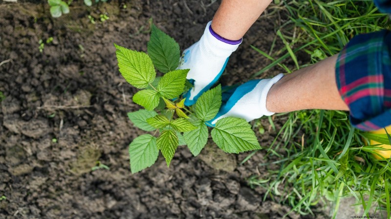 Highbush Cranberry:gids voor planten, kweken en verzorgen 