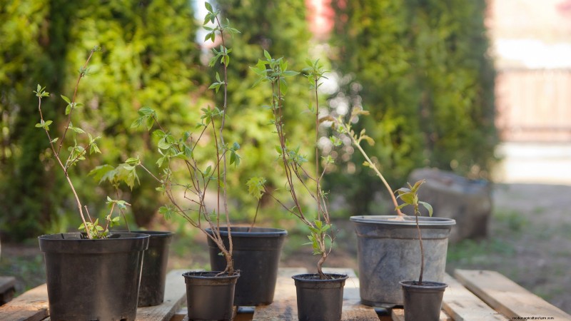 Highbush Cranberry:gids voor planten, kweken en verzorgen 