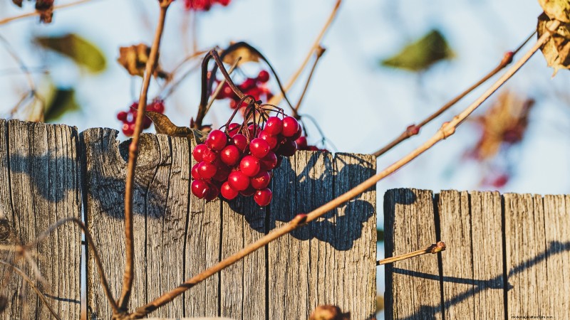 Highbush Cranberry:gids voor planten, kweken en verzorgen 