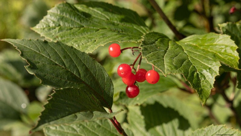 Highbush Cranberry:gids voor planten, kweken en verzorgen 