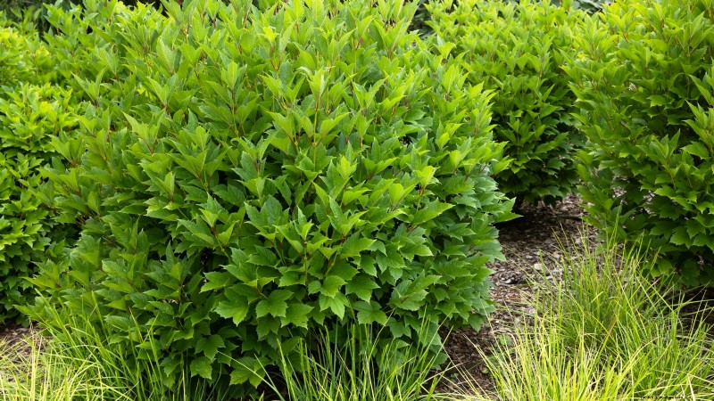 Highbush Cranberry:gids voor planten, kweken en verzorgen 
