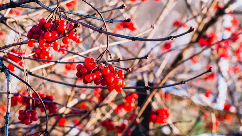 Highbush Cranberry:gids voor planten, kweken en verzorgen 