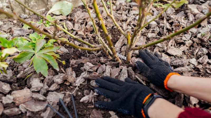 Highbush Cranberry:gids voor planten, kweken en verzorgen 