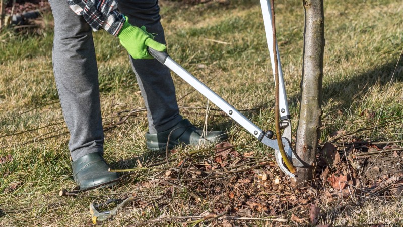 Highbush Cranberry:gids voor planten, kweken en verzorgen 