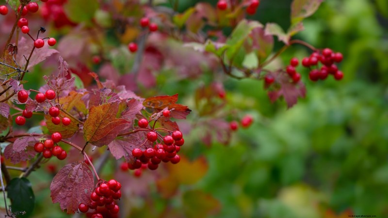 Highbush Cranberry:gids voor planten, kweken en verzorgen 
