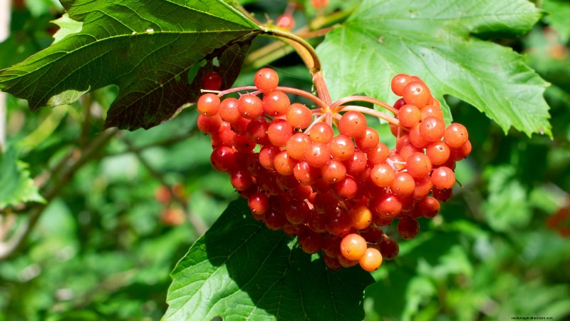 Highbush Cranberry:gids voor planten, kweken en verzorgen 