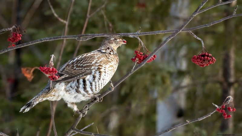 Highbush Cranberry:gids voor planten, kweken en verzorgen 