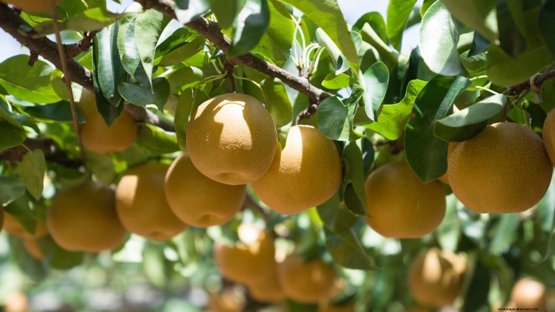 Guida alla raccolta delle pere:tempi e tecniche per un sapore ottimale 