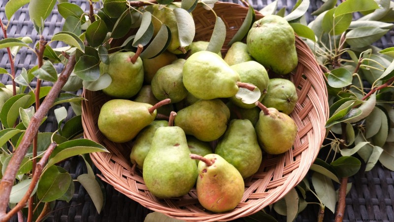 Guida alla raccolta delle pere:tempi e tecniche per un sapore ottimale 