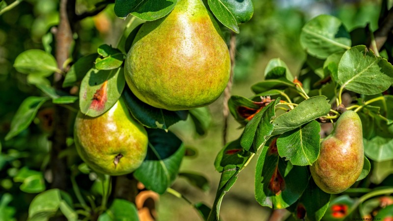 Guida alla raccolta delle pere:tempi e tecniche per un sapore ottimale 