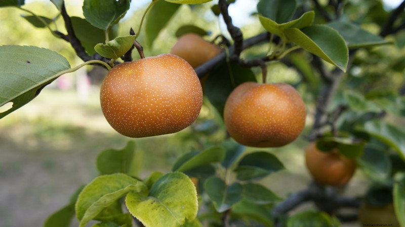 Guida alla raccolta delle pere:tempi e tecniche per un sapore ottimale 