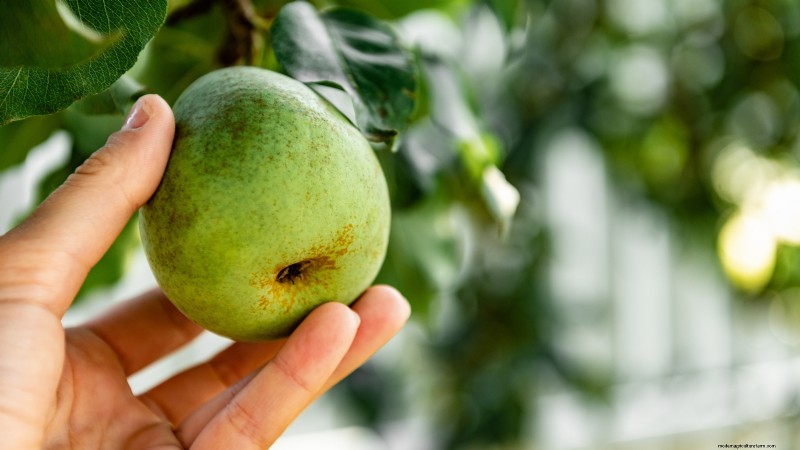 Guida alla raccolta delle pere:tempi e tecniche per un sapore ottimale 