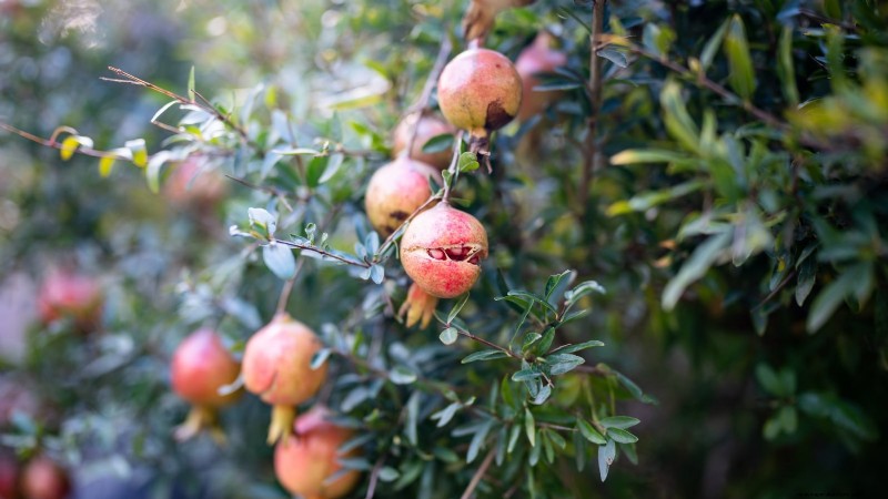 Gids voor het kweken van granaatappels:vermijd veelvoorkomende fouten voor een overvloedige oogst 