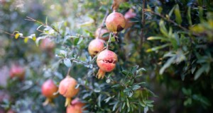 Gids voor het kweken van granaatappels:vermijd veelvoorkomende fouten voor een overvloedige oogst 