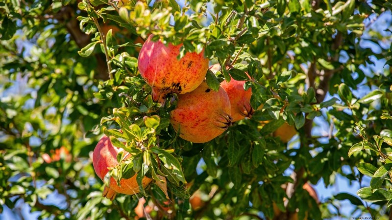 Gids voor het kweken van granaatappels:vermijd veelvoorkomende fouten voor een overvloedige oogst 