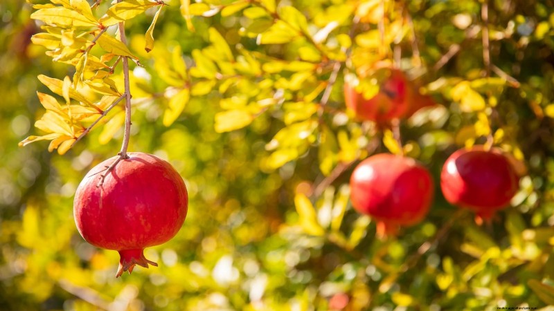 Gids voor het kweken van granaatappels:vermijd veelvoorkomende fouten voor een overvloedige oogst 