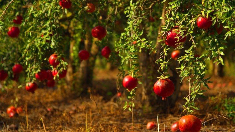 Gids voor het kweken van granaatappels:vermijd veelvoorkomende fouten voor een overvloedige oogst 