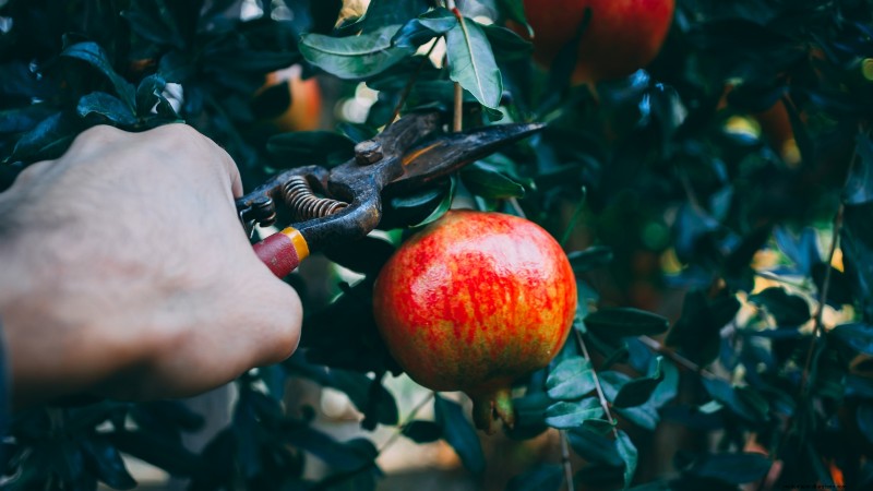 Gids voor het kweken van granaatappels:vermijd veelvoorkomende fouten voor een overvloedige oogst 