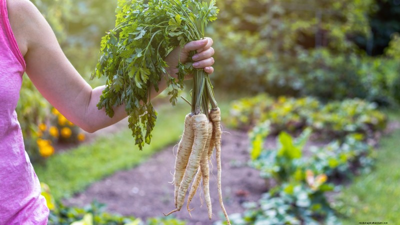 Cuándo cosechar chirivías:5 señales de su máximo sabor 