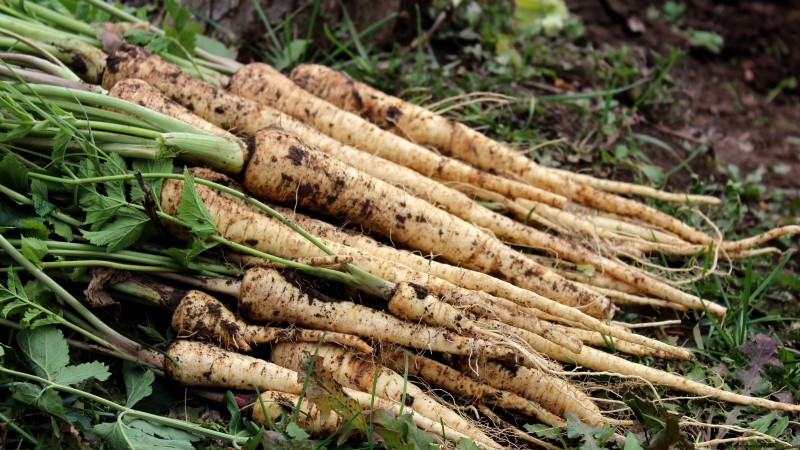 Cuándo cosechar chirivías:5 señales de su máximo sabor 