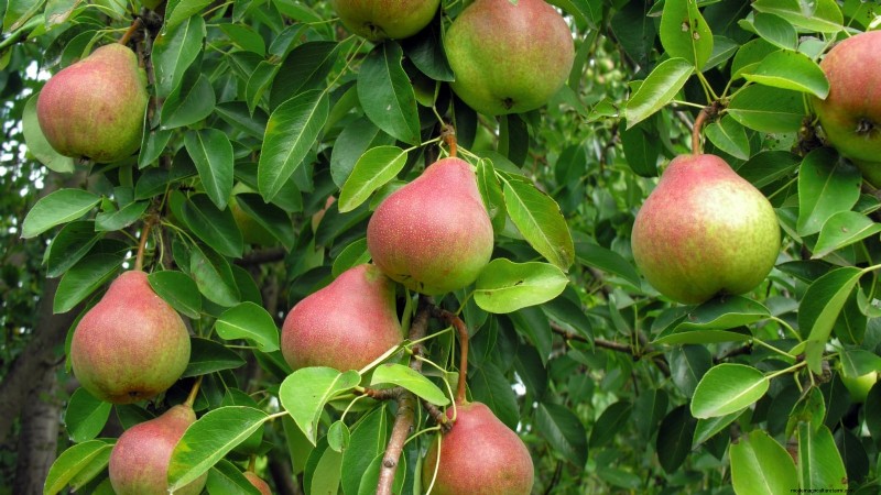 Varietas Pohon Pir Terbaik untuk Kebun Rumah:Panduan Komprehensif 