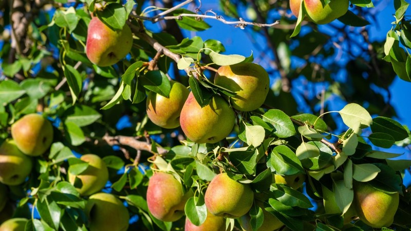 Varietas Pohon Pir Terbaik untuk Kebun Rumah:Panduan Komprehensif 