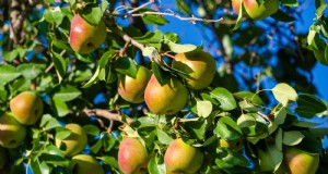 Beste perenboomvariëteiten voor thuisboomgaarden:een uitgebreide gids 