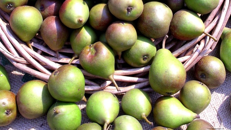 Varietas Pohon Pir Terbaik untuk Kebun Rumah:Panduan Komprehensif 