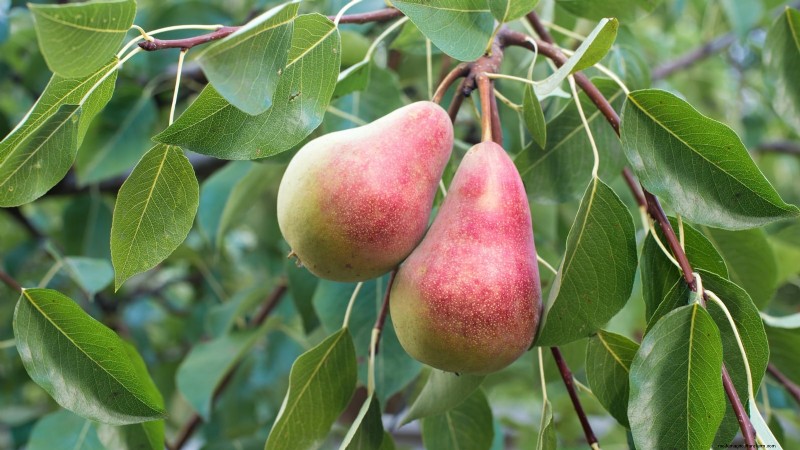 Varietas Pohon Pir Terbaik untuk Kebun Rumah:Panduan Komprehensif 